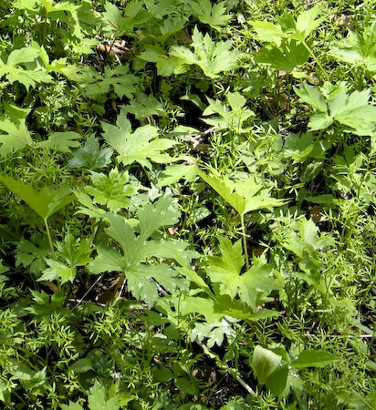 Broad-leaved Waterleaf (Hydrophyllum canadense) leaves