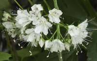Waterleaf, Broad-leaved (Hydrophyllum canadense) flowers