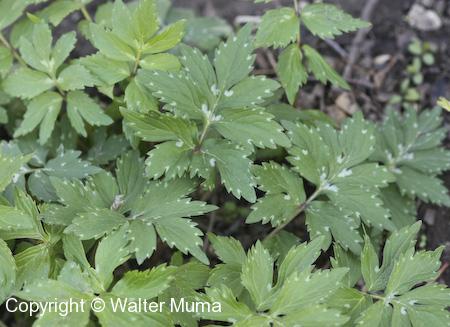 Virginia Waterleaf (Hydrophyllum virginianum) leaves