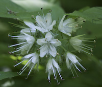 Waterleaf, Virginia (Hydrophyllum virginianum) flowers