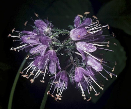Virginia Waterleaf (Hydrophyllum virginianum) flowers