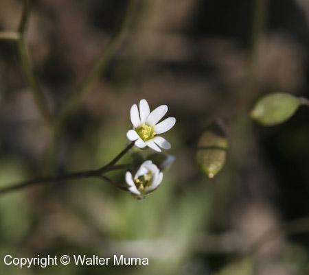 Spring Whitlow Grass (Draba verna)