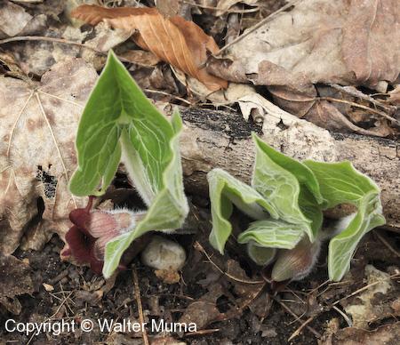 Wild Ginger (Asarum canadense) leaves