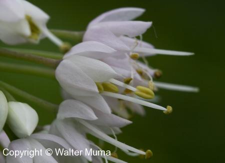 Nodding Wild Onion (Allium cernuum) flowers