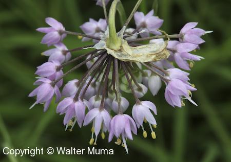 Nodding Wild Onion (Allium cernuum) flowers