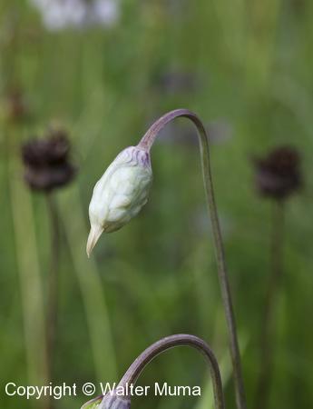 Nodding Wild Onion (Allium cernuum) flower buds