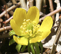 Aconite, Winter (Eranthis hyemalis) flowers