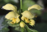 Archangel, Yellow (Lamiastrum galeobdolon) flowers