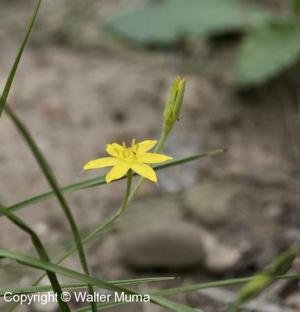 Yellow Stargrass (Hypoxis hirsuta)