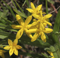 Stargrass, Yellow (Hypoxis hirsuta) flowers