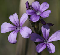 Bluehearts (Buchnera americana) flowers