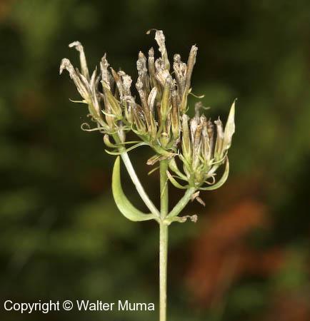 Centaury (Centaurium erythraea) plant