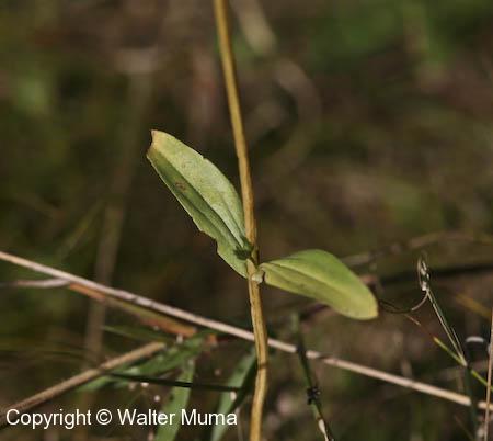 Centaury (Centaurium erythraea) lower leaves