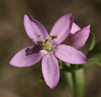 Centaury (Centaurium erythraea) flowers