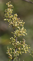 Bedstraw, Yellow (Galium verum) flowers