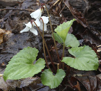 Violet, Sweet White (Viola blanda)