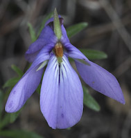 Violet, Birdfoot (Viola pedata) flowers