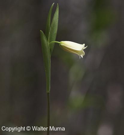 Sessile-leaved Bellwort (Uvularia sessilifolia)