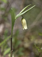 Bellwort, Sessile-leaved (Uvularia sessilifolia)