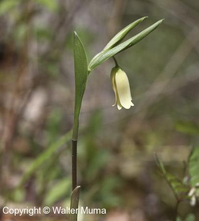 Sessile-leaved Bellwort (Uvularia sessilifolia)
