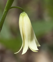 Bellwort, Sessile-leaved (Uvularia sessilifolia) flowers