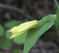 Bellwort, Perfoliate (Uvularia perfoliata) flowers