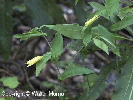 Perfoliate Bellwort (Uvularia perfoliata)