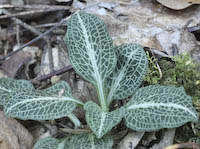Rattlesnake Plantain, Downy (Goodyera pubescens)