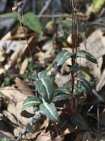 Striped Wintergreen (Chimaphila maculata)