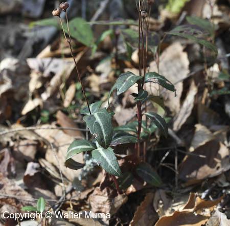 Striped Wintergreen (Chimaphila maculata)