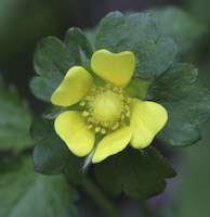 Strawberry, Indian (Potentilla indica) flowers