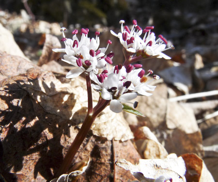 Harbinger-of-Spring (Erigenia bulbosa)