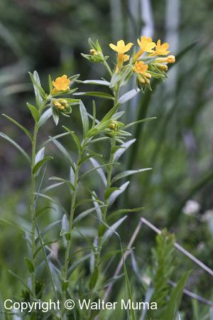 Hairy Puccoon (Lithospermum caroliniense) plant