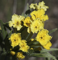 Puccoon, Fringed (Lithospermum incisum) flowers