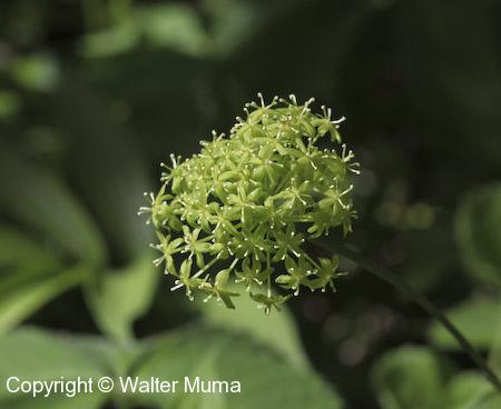 Illinois Carrion Flower (Smilax illinoensis)