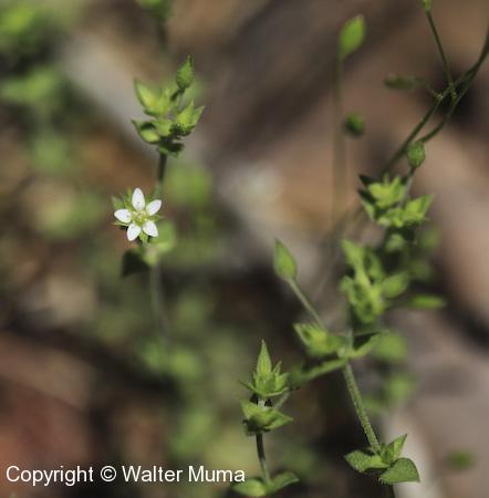 Thyme-leaved Sandwort (Arenaria serpyllifolia) flower