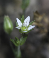 Sandwort, Thyme-leaved (Arenaria serpyllifolia) flowers