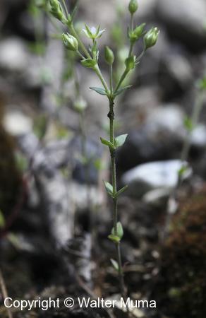 Thyme-leaved Sandwort (Arenaria serpyllifolia) plant