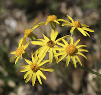 Ragwort, Prairie (Packera plattensis) flowers