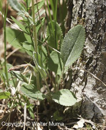 Prairie Ragwort (Packera plattensis) basal leaves
