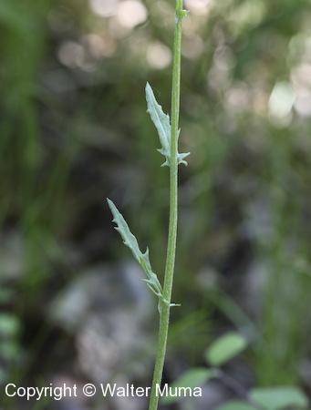 Prairie Ragwort (Packera plattensis) stem leaves