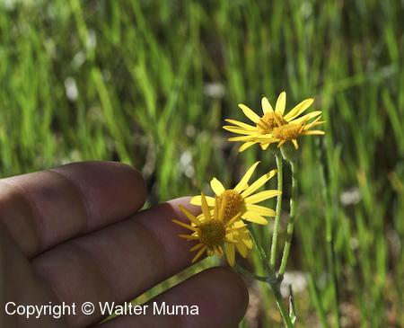 Prairie Ragwort (Packera plattensis) flowers
