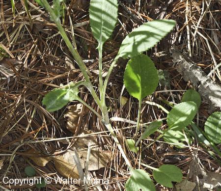 Prairie Ragwort (Packera plattensis) leaves
