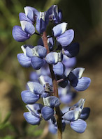 Lupine, Wild (Lupinus perennis) flowers