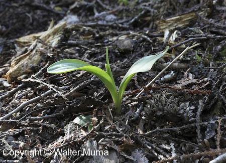 Alaska Orchid (Platanthera unalascensis) leaves and sprout