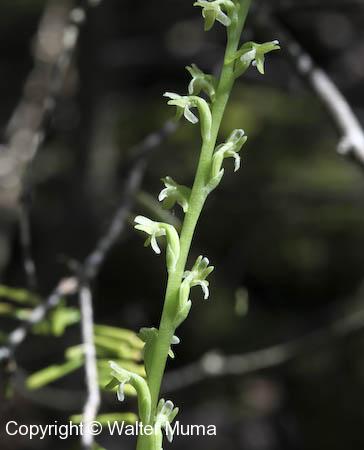 Alaska Orchid (Platanthera unalascensis) flowers