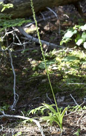 Alaska Orchid (Platanthera unalascensis) plant