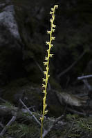 Alaska Orchid (Platanthera unalascensis)