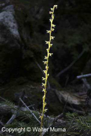 Alaska Orchid (Platanthera unalascensis) flowers