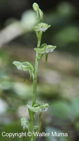 Blunt Leaf Rein Orchid (Platanthera obtusata) flowers